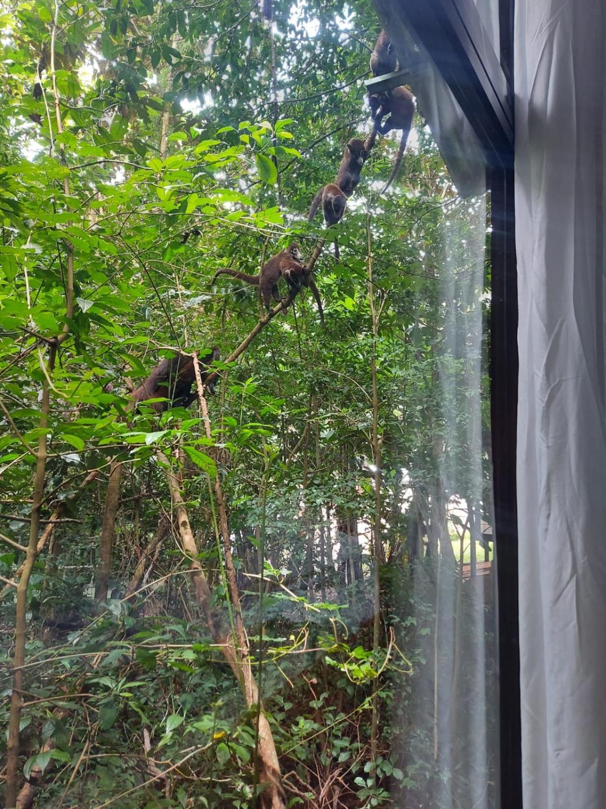 Jungle Living Tree Houses Монте-Верде Экстерьер фото